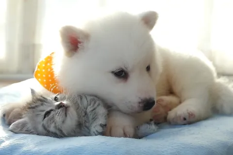 子犬と子猫