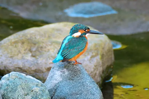 カワセミ