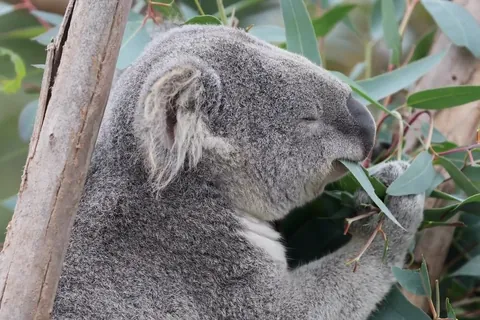 コアラ