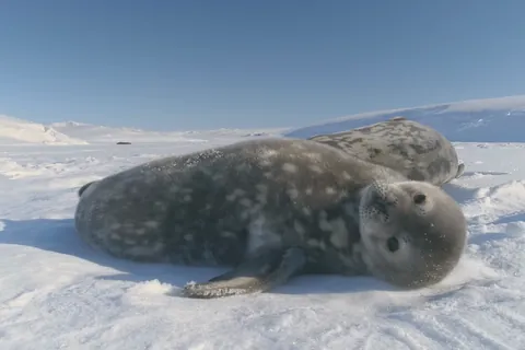 ウェッデルアザラシ