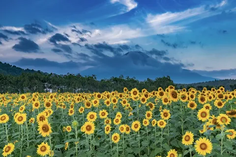 富士山と向日葵畑 / 山梨県