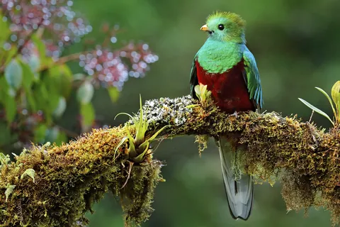 Quetzal