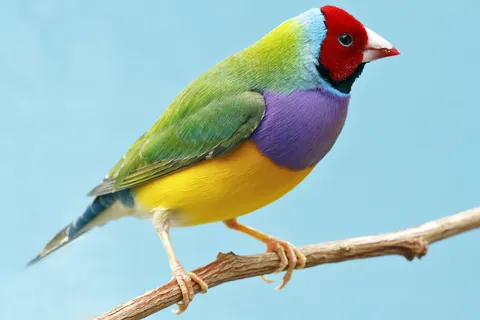 Gouldamadine