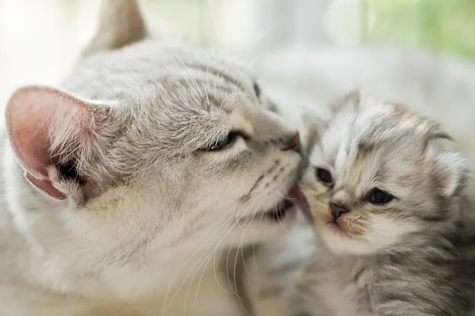 Amor de padres en el reino animal