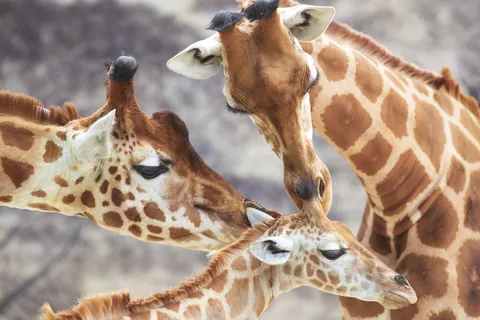 Jirafa