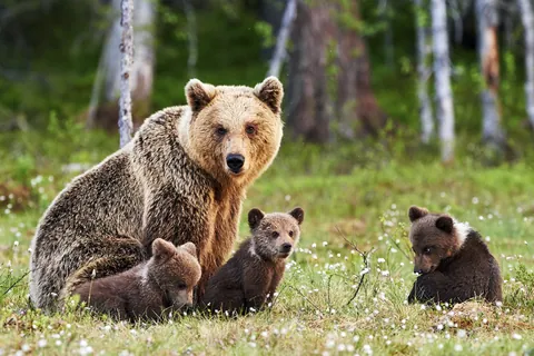 Oso