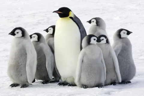 Pingüino emperador