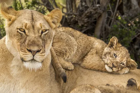 León