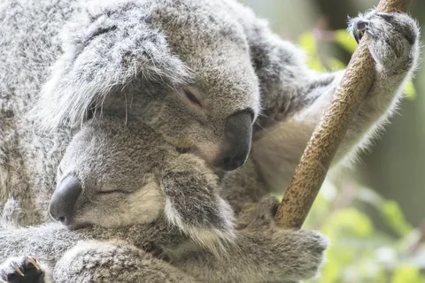Koala