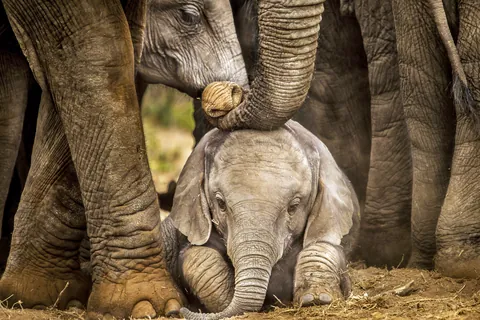 Elefante africano de sabana