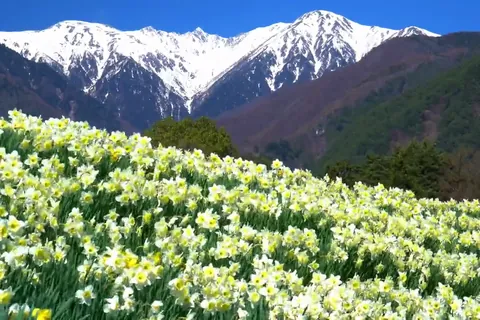 Narzissen und die japanischen Zentralalpen