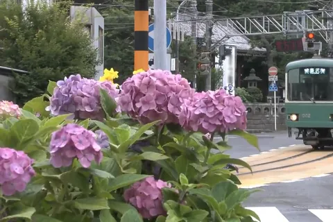 Hortensien in Fujisawa
