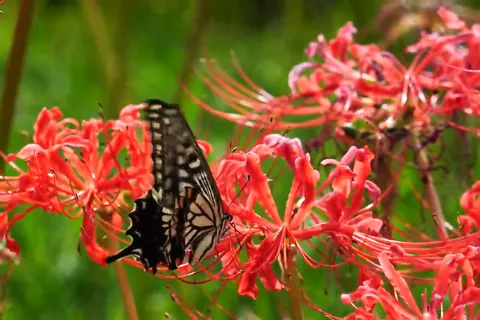 Rote Spinnenlilien und Schwalbenschwanz