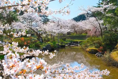 Kirschblüten im Muramatsu-Park, Niigata