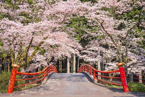 静岡 上条 / 日本