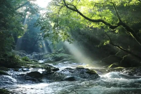 光が踊る熊本の清流