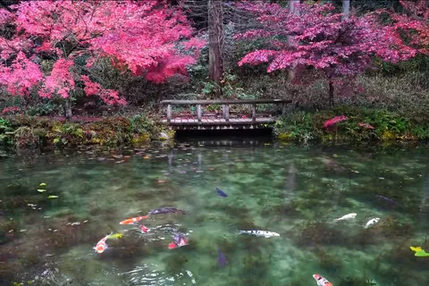 モネの池と呼ばれる名もなき池