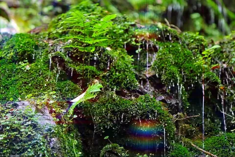 苔のささやき雨の調べ