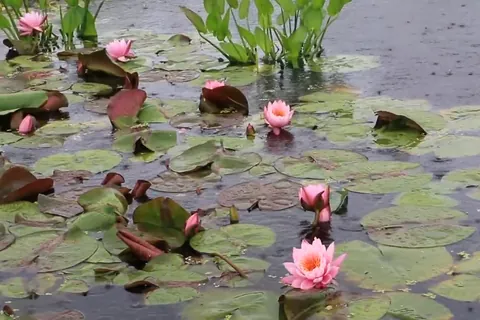 睡蓮の池に降る雨