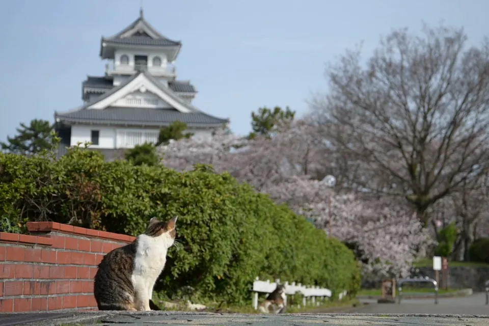 【动态】日本街头猫咪