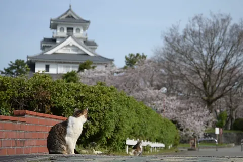 【動く】そとねこ