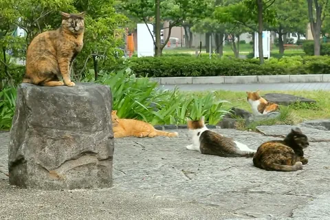 在公园里悠闲的猫咪们