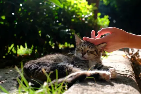 被抚摸得很舒服的猫