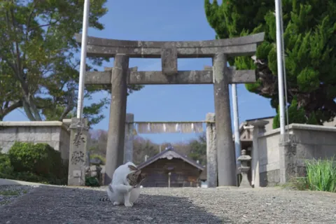 在鸟居下休憩的猫