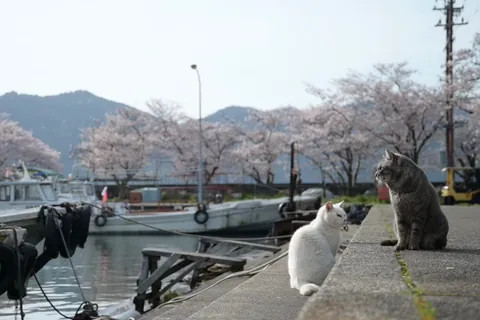 在渔港度过春天的猫夫妇