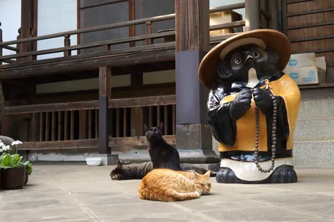 在寺院内休憩的猫咪们