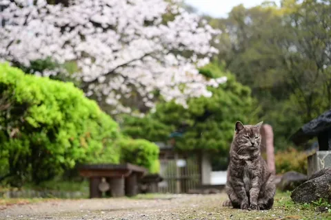 盛开樱花下的猫