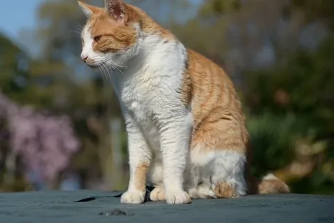 在公园里理毛的猫