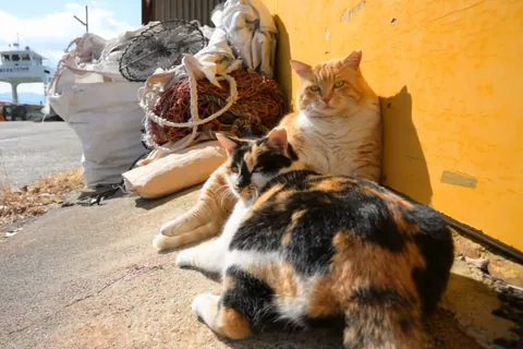 在渔港晒太阳的猫咪们