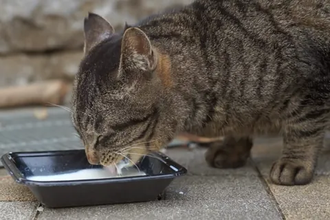 喝着别人给的牛奶的猫