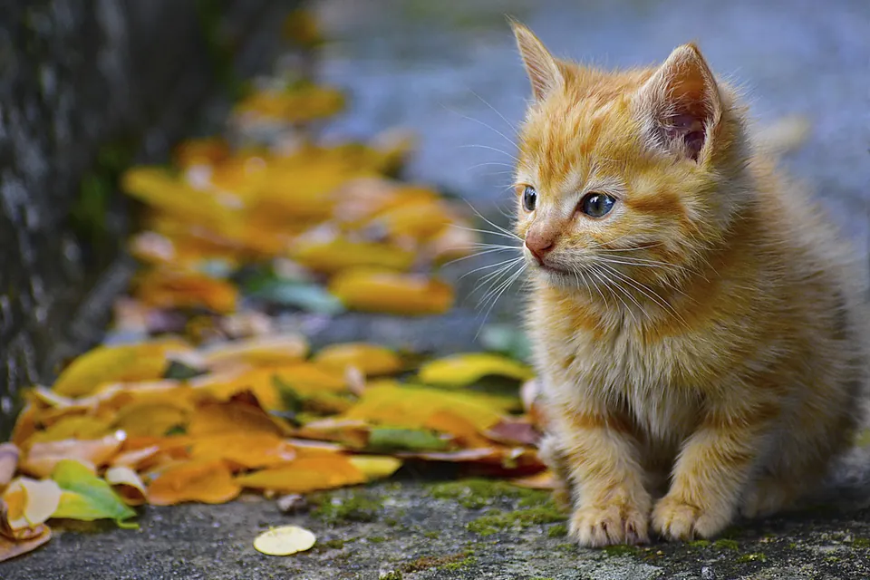 子猫日和