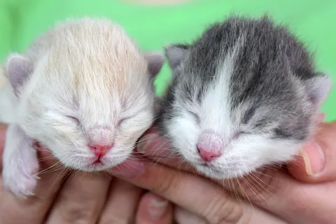 生まれたばかりの二匹の子猫
