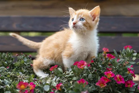 ペチュニアの花