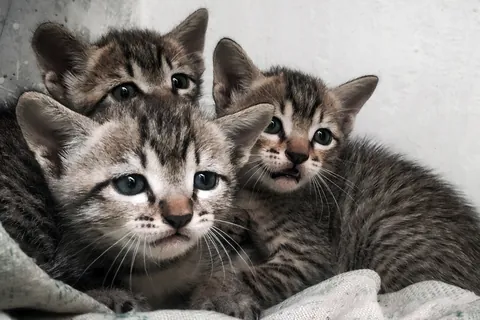 三匹の子猫