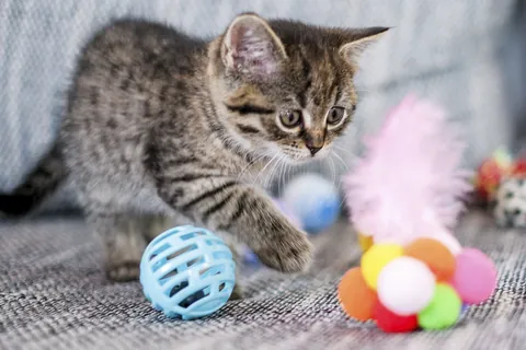 玩具で遊ぶ子猫