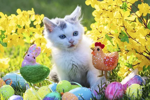 イースター飾りと子猫