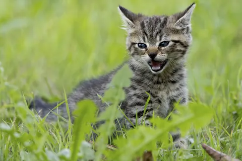 草むらで鳴く子猫