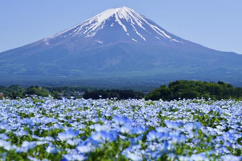 ネモフィラ畑