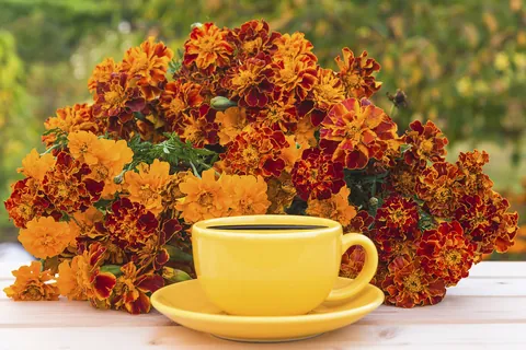 咖啡杯与万寿菊
