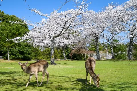 春: 奈良公園の桜と鹿