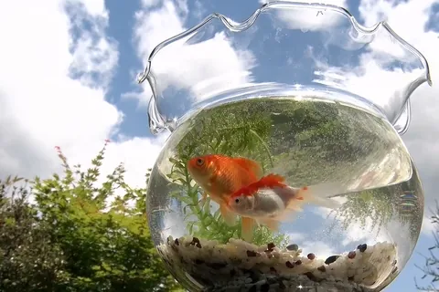 夏: 金魚鉢