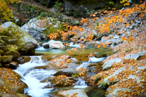 秋: 山梨県西沢渓谷の清流