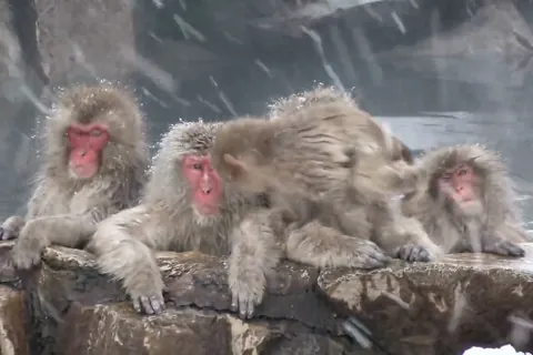 冬: 長野県地獄谷のニホンザル