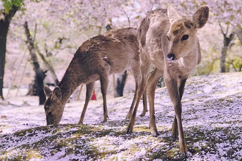 사슴
