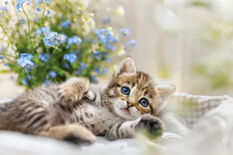 고양이