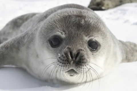 ウェッデルアザラシ